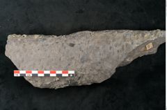 Foto (Detailansicht) von Lepidodendron sp.  (NHMW-GEO-2024-0188-11173)